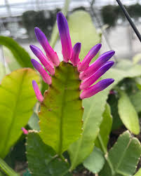 Green Wittia Amazonica Flower seeds for Planting Fragrant Blossoms, Heirloom & GMO Free Seeds for Home Garden vegetable and garden seeds