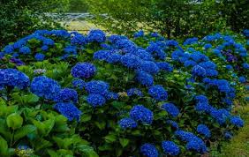 Deep Blue Hydrangea Flower seeds for Planting - Pollinator Friendly, Heirloom & GMO Free Seeds for Home Garden