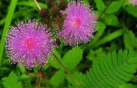 Lavender Mimosa Pudica Flower seeds for Planting Easy to Grow, Heirloom & GMO Free Seeds for Home Garden vegetable and garden seeds