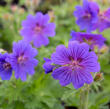 Cranesbill Flower seeds for Planting Premium Quality, Heirloom & GMO Free Seeds for Home Garden vegetable and garden seeds