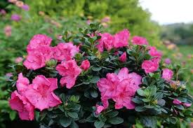 Pink Azaleas Flower seeds for Planting Cottage Garden Essential, Heirloom & GMO Free Seeds for Home Garden vegetable and garden seeds