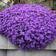 Premium Purple Aubrieta Cascade Flower seeds for Planting Shade Tolerant, Heirloom & GMO Free Seeds for Home Garden seeds