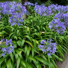 Blue Nile Agapanthus Flower seeds for Planting Wildflower Mix, Heirloom & GMO Free Seeds for Home Garden seeds for planting