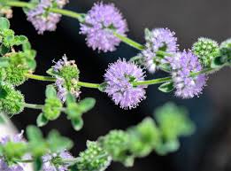 Purple Pulegium Flower seeds for Planting Sun Loving, Heirloom & GMO Free Seeds for Home Garden seeds for home gardening
