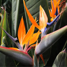 High quality Orange Violet Strelitzia Flower seeds for Planting Compact Growth, Heirloom & GMO Free Seeds for Home Garden seeds pack
