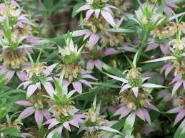 Purple Monarda Punctata Flower seeds for Planting Seasonal Bloomer, Heirloom & GMO Free Seeds for Home Garden seeds collection for gardeners