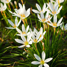 High quality Zephyranthes Candida Flower seeds for Planting Shade Tolerant, Heirloom & GMO Free Seeds for Home Garden seeds pack