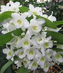 White Dendrobium Flower seeds for Planting Easy to Grow, Heirloom & GMO Free Seeds for Home Garden vegetable and garden seeds