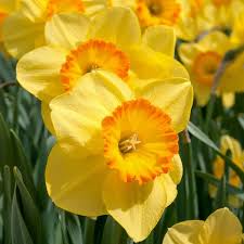 Premium Daffodils Flower seeds for Planting Low Maintenance, Heirloom & GMO Free Seeds for Home Garden seeds