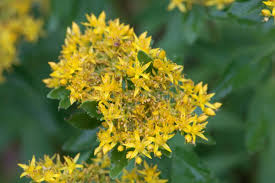 Yellow Aizoon Flower seeds for Planting Perfect for Borders, Heirloom & GMO Free Seeds for Home Garden seeds for home gardening