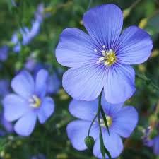 Premium Blue Usitatissimum Flower seeds for Planting Low Maintenance, Heirloom & GMO Free Seeds for Home Garden seeds