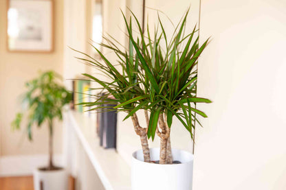 Green Dracaena Palm Flower seeds for Planting - Bright Blooms, Heirloom & GMO Free Seeds for Home Garden