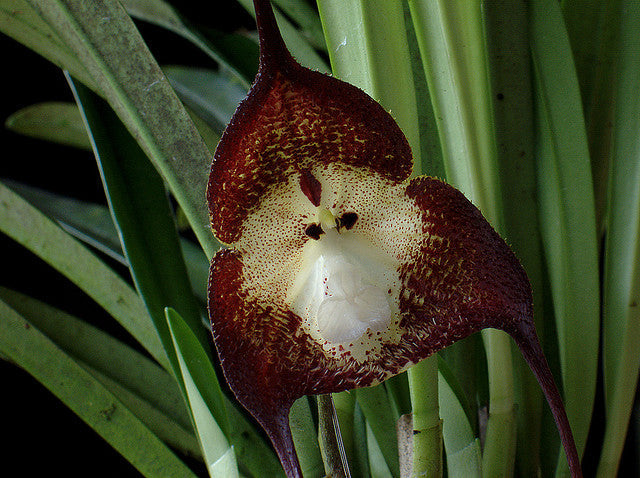 Premium Red Monkey Face Flower seeds for Planting Premium Quality, Heirloom & GMO Free Seeds for Home Garden seeds