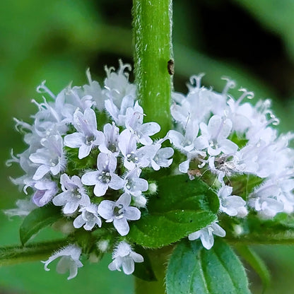 White Wood Mint (Mentha arvensis) Wild Field Herb Flower Seeds