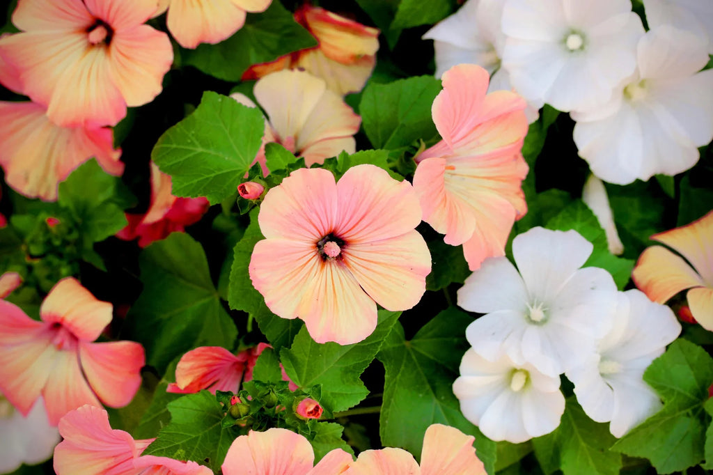 High quality Mixed Rose Mallow Flower seeds for Planting Colorful Display, Heirloom & GMO Free Seeds for Home Garden seeds pack