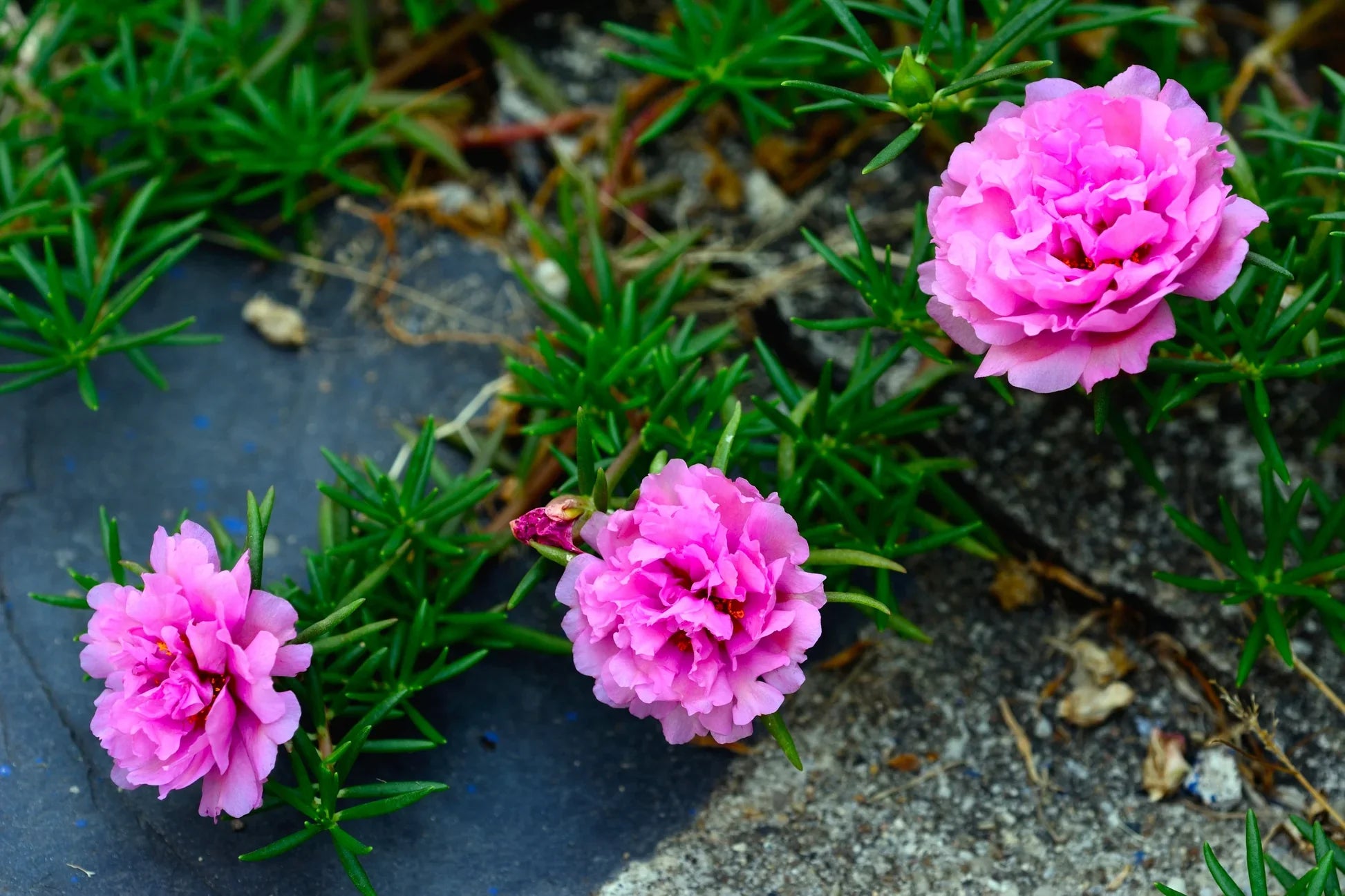 Portulacaria Flower seeds for Planting Colorful Display, Heirloom & GMO Free Seeds for Home Garden vegetable and garden seeds