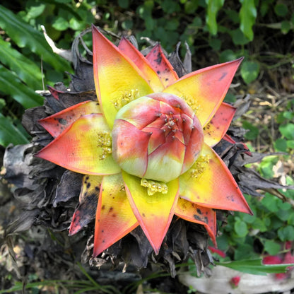 Red Abyssinian Banana (Musa Ensete Ventricosum) Flowering Fruit Tree Seeds