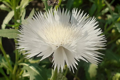 Heirloom Moschata Flower seeds for Planting Premium Quality Heirloom & GMO Free Seeds for Home Garden