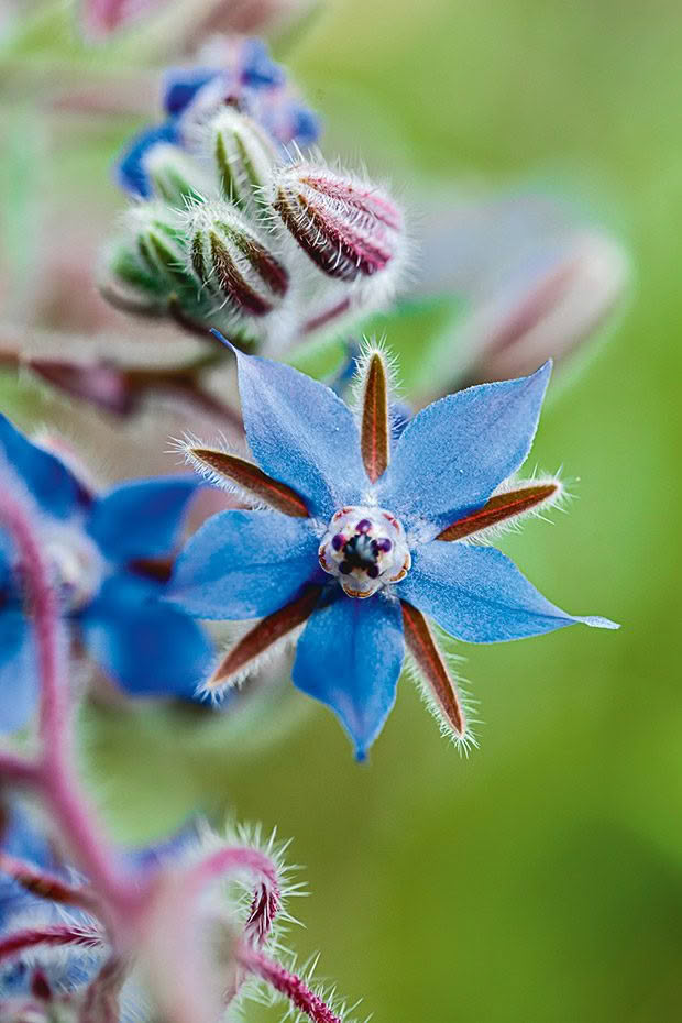 High quality Blue Borage Flower seeds for Planting Vibrant Colors, Heirloom & GMO Free Seeds for Home Garden seeds pack