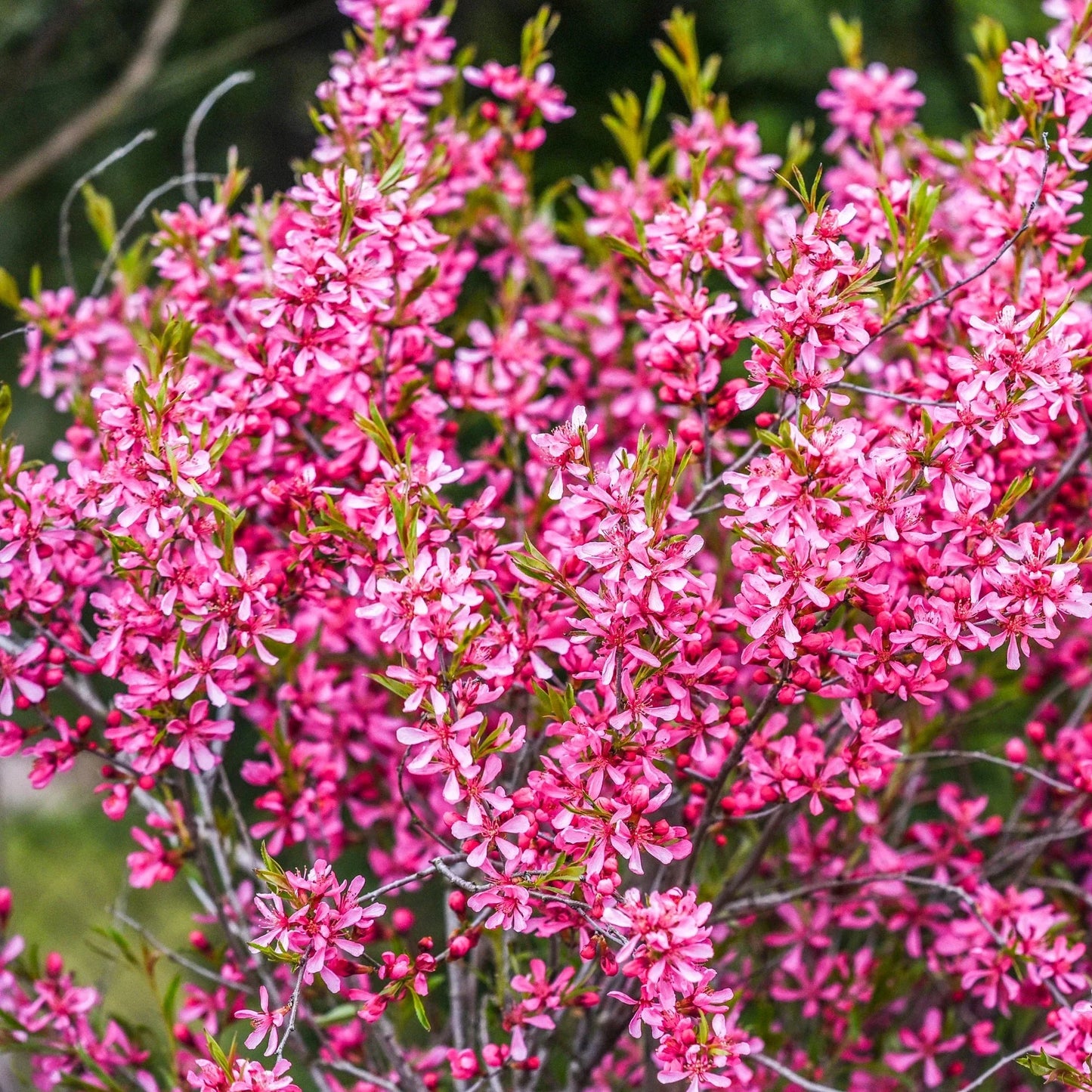 Dwarf Russian Almond (Prunus Tenella) - Rose Red & Pink Fragrant Flower Shrub Seeds