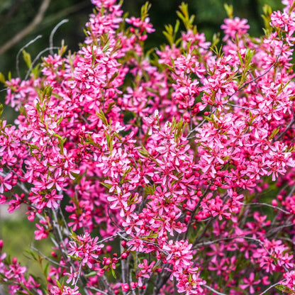 Dwarf Russian Almond (Prunus Tenella) - Rose Red & Pink Fragrant Flower Shrub Seeds