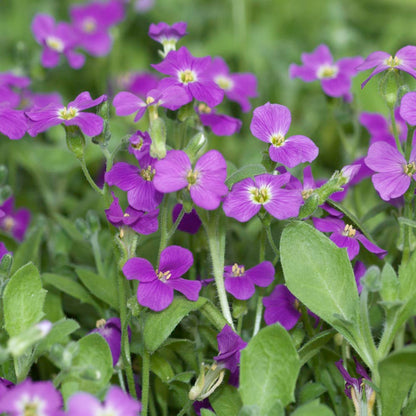 Drought-Tolerant Rock Cress Seeds for Landscaping