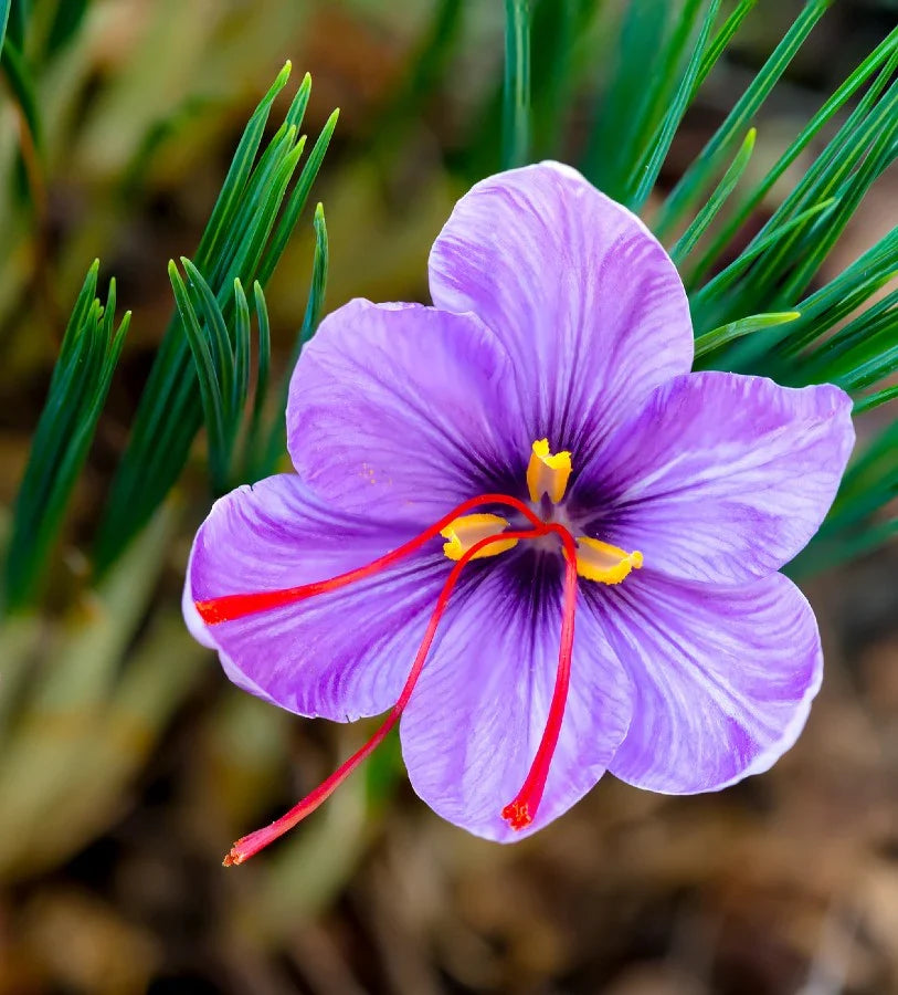 Sativus Flower seeds for Planting - Vibrant Colors, Heirloom & GMO Free Seeds for Home Garden