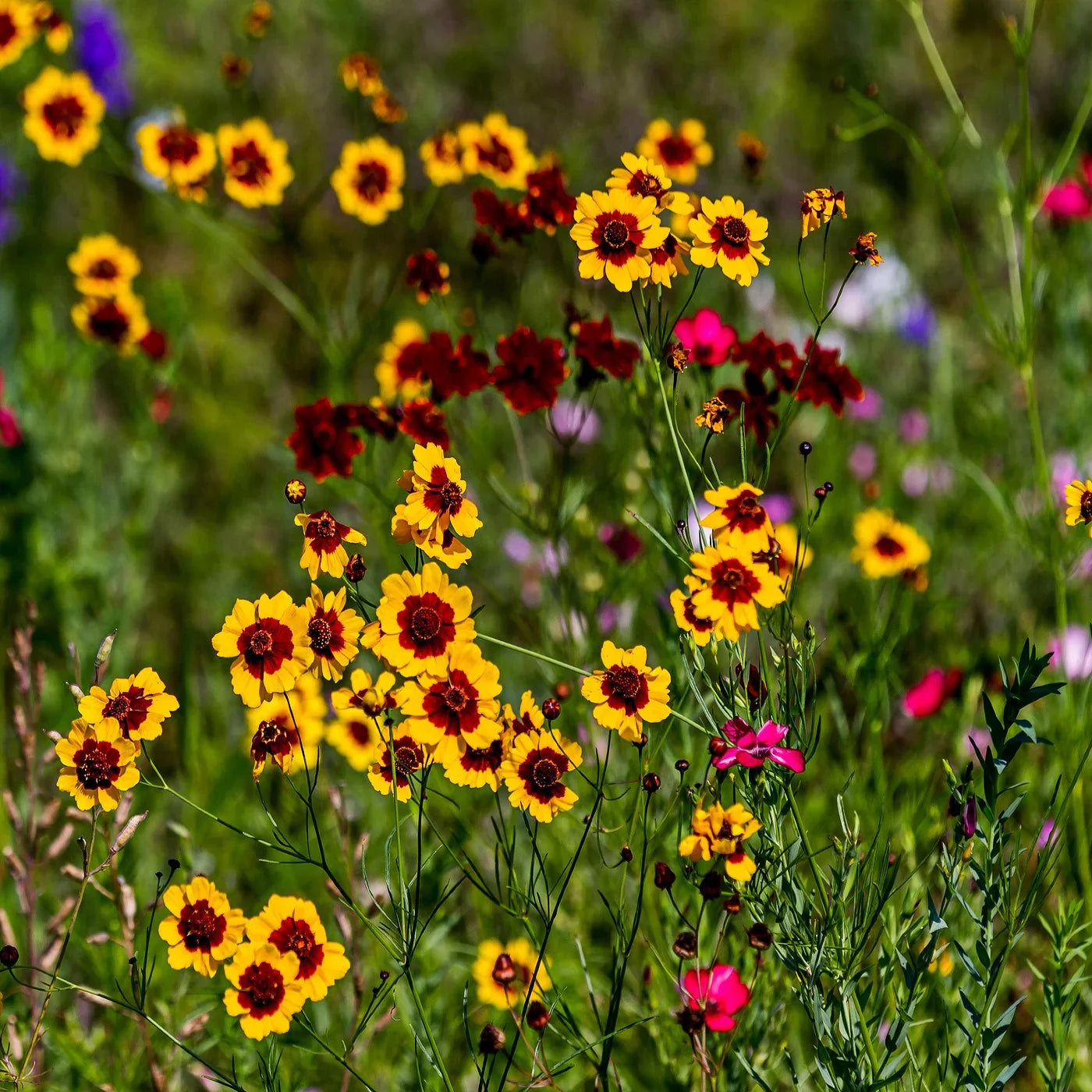 Calliopsis Flower seeds for Planting Fragrant Blossoms, Heirloom & GMO Free Seeds for Home Garden vegetable and garden seeds