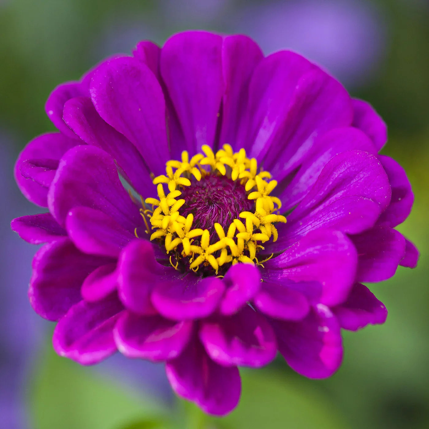 Violet Zinnia Flower seeds for Planting Long Bloom Season Heirloom & GMO Free Seeds for Home Garden
