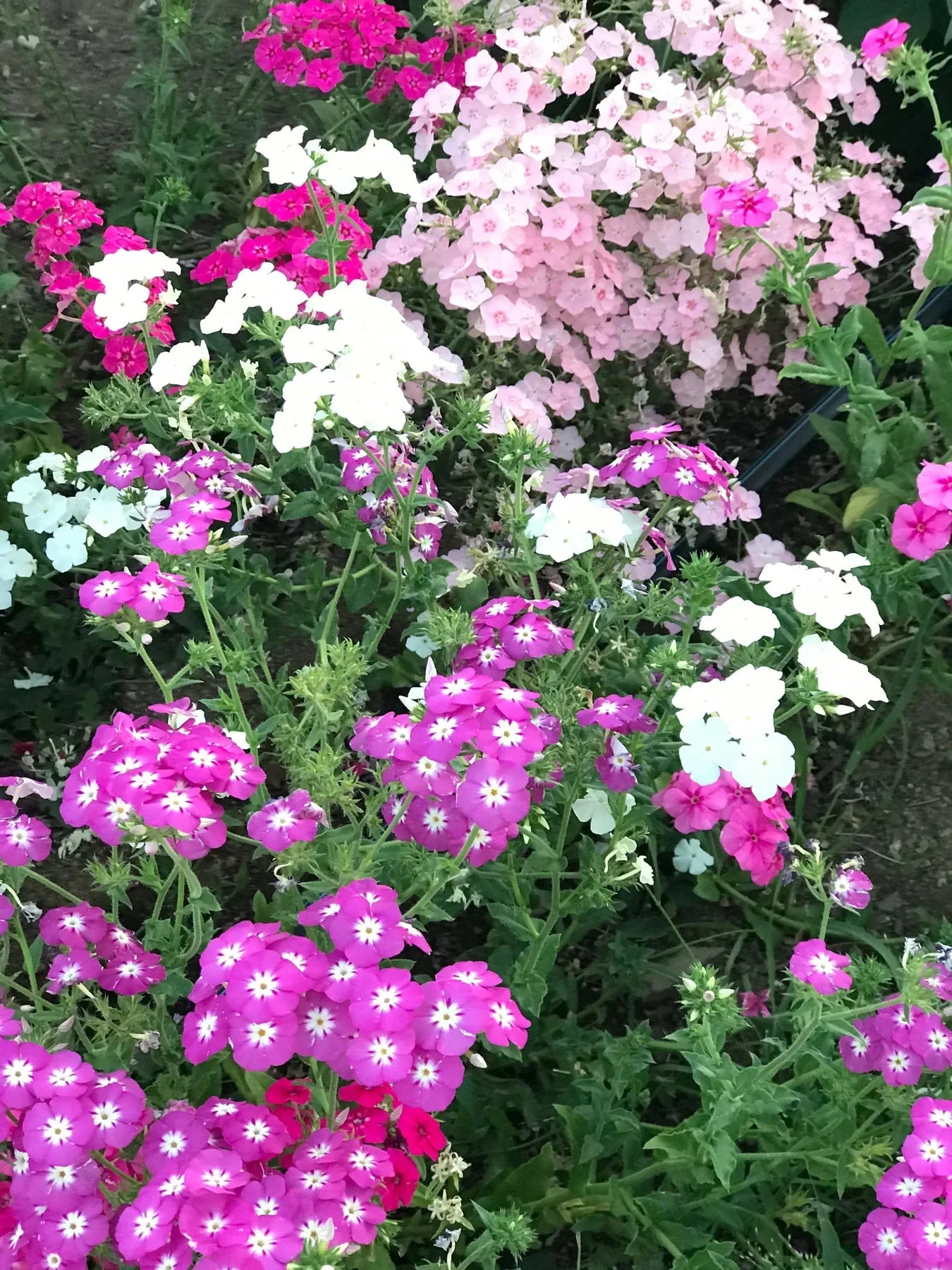 Premium Mixed Drummond Flower seeds for Planting Sun Loving, Heirloom & GMO Free Seeds for Home Garden seeds