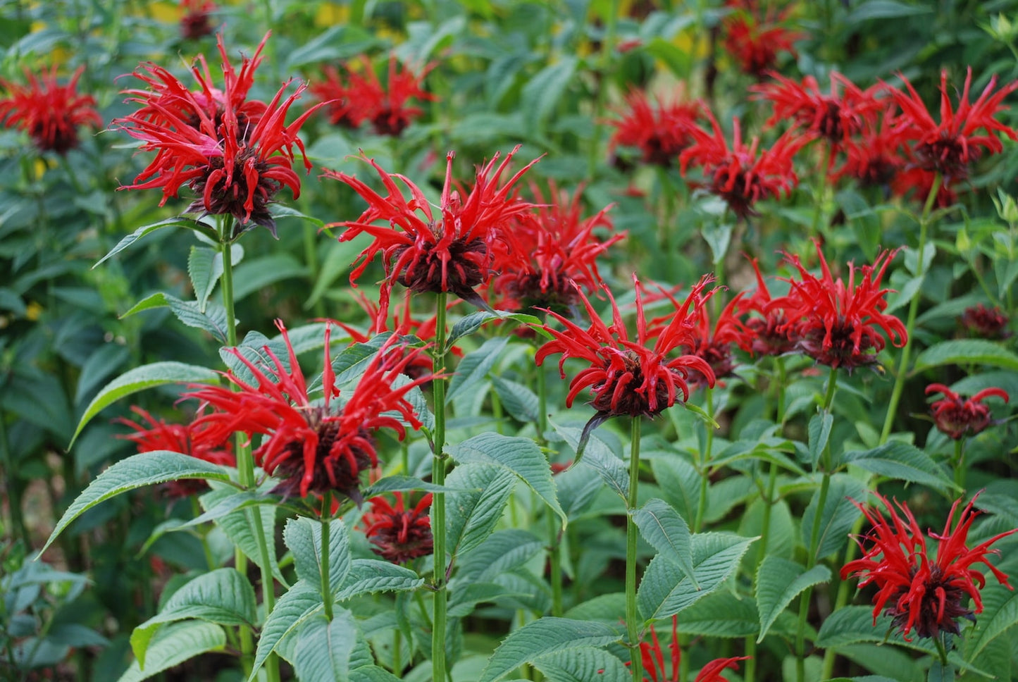 Red Bergamot Monarda Flower seeds for Planting Seasonal Bloomer Heirloom & GMO Free Seeds for Home Garden