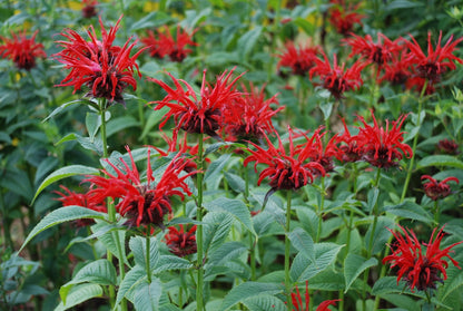Red Bergamot Monarda Flower seeds for Planting Seasonal Bloomer Heirloom & GMO Free Seeds for Home Garden