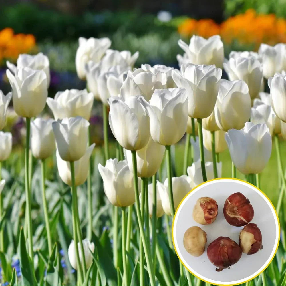 Dual Tone Green and White Tulip Flowers in Garden