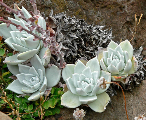 Dudleya Farinosa Seeds for Planting , Succulent Seeds for Vibrant Gardens
