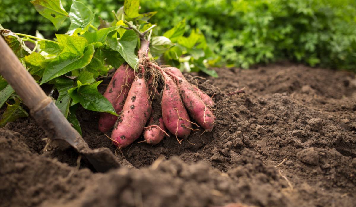 Sweet Potato Vegetable Seeds Planting Brown White