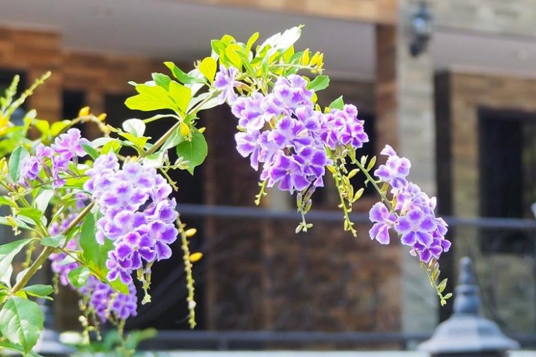 Duranta Erecta Flower seeds for Planting Cottage Garden Essential Heirloom & GMO Free Seeds for Home Garden 
 
 Sale