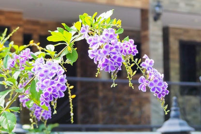 Duranta Erecta Flower seeds for Planting Cottage Garden Essential Heirloom & GMO Free Seeds for Home Garden 
 
 Sale
