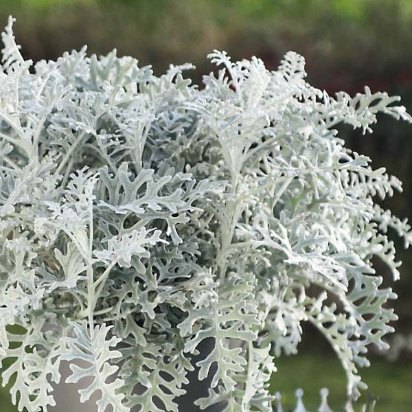 Dusty Miller Silver Dust Flower seeds for Planting - Colorful Display, Heirloom & GMO Free Seeds for Home Garden