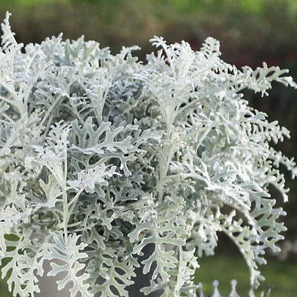 Dusty Miller Silver Dust Flower seeds for Planting - Colorful Display, Heirloom & GMO Free Seeds for Home Garden