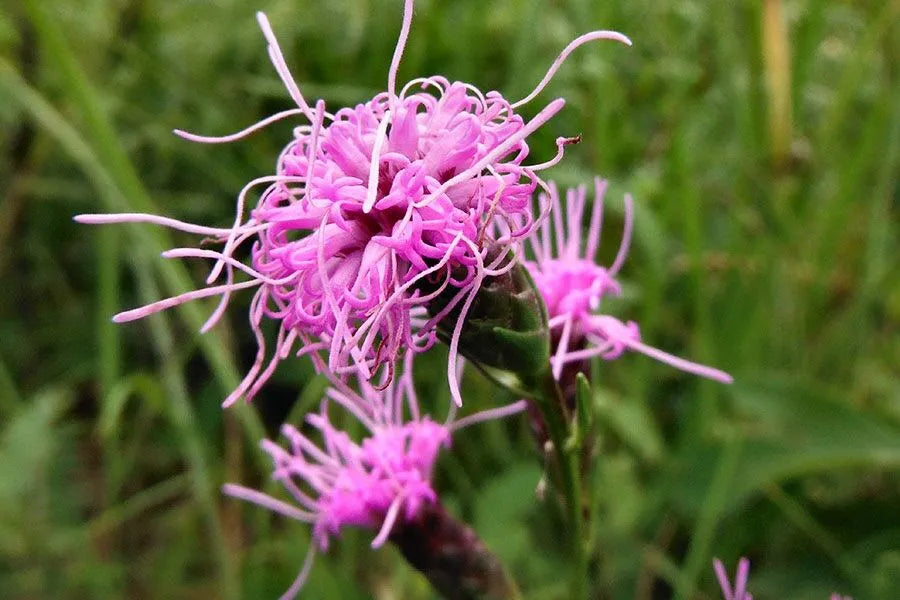 High quality Pink Blazing Stars Flower seeds for Planting Wildflower Mix, Heirloom & GMO Free Seeds for Home Garden seeds pack