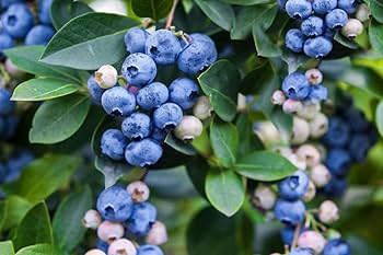 Dwarf Blueberry Seeds – Lowbush Non-GMO Fruit Shrub for Cold Climates