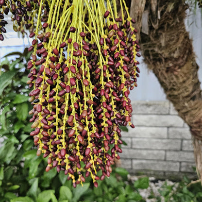 Miniature date palm growing outdoors in tropical garden