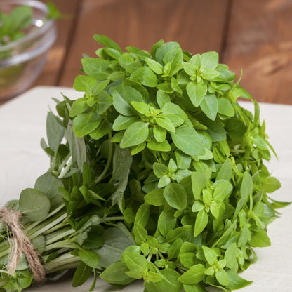 Compact dwarf basil plant grown from Dwarf Greek Basil seeds
