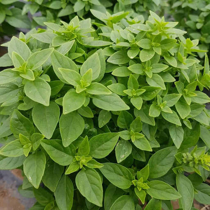 Dwarf Greek Basil seeds thriving in container and patio gardens