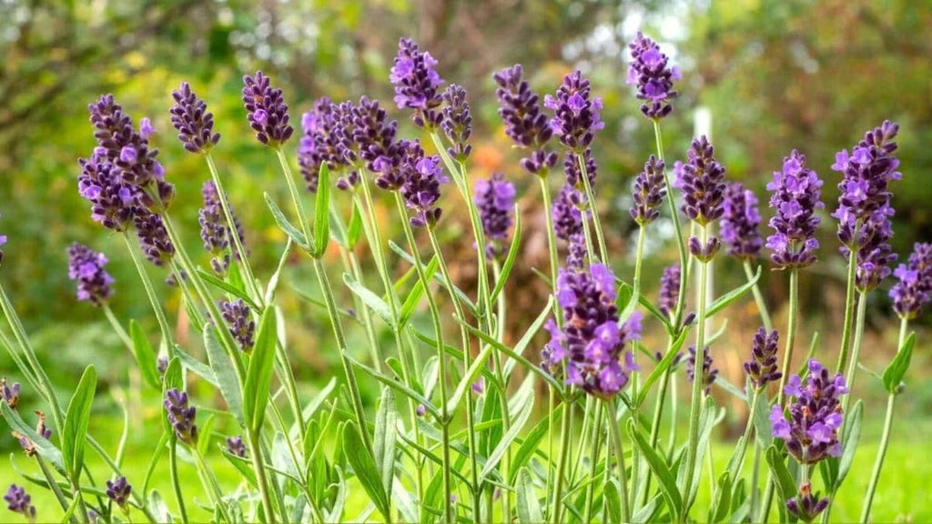 Lavender Provence Flower seeds for Planting Cut Flower Favorite, Heirloom & GMO Free Seeds for Home Garden seeds for planting