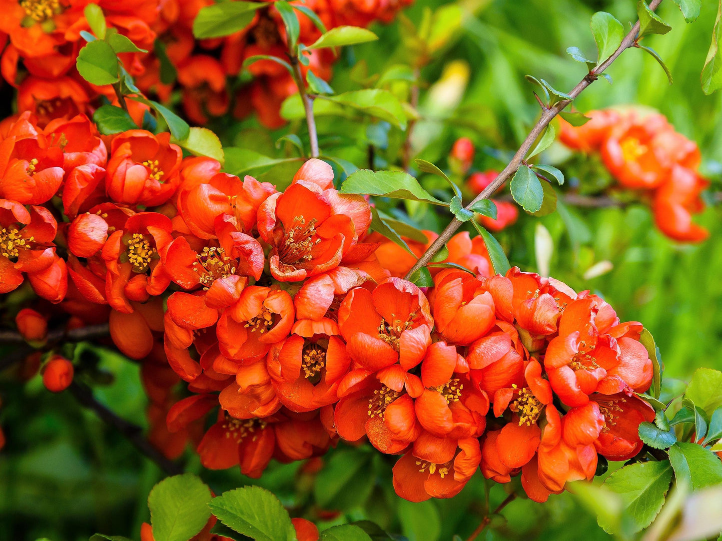 Dwarf Quince Seeds – Red Flowering Chaenomeles japonica Non-GMO Shrub