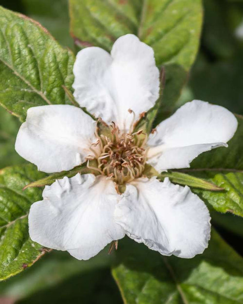 Brown Mespilus Germanica Flower seeds for Planting Compact Growth, Heirloom & GMO Free Seeds for Home Garden seeds for planting