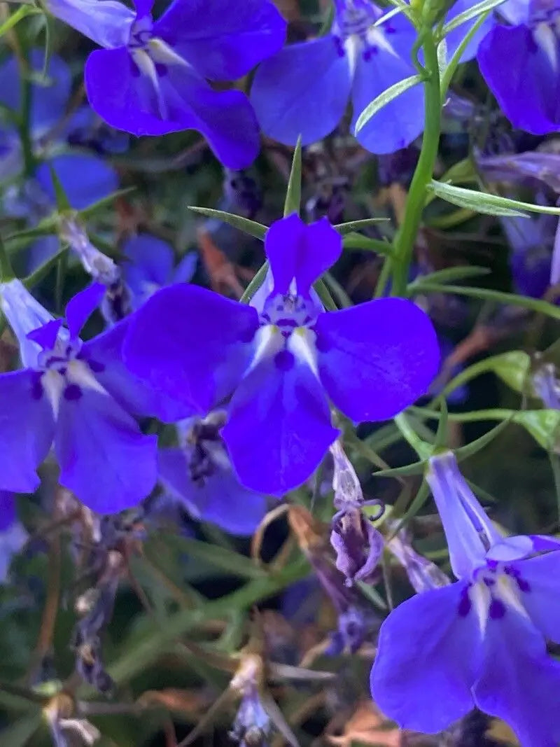 Premium Erinus Flower seeds for Planting Wildflower Mix, Heirloom & GMO Free Seeds for Home Garden seeds