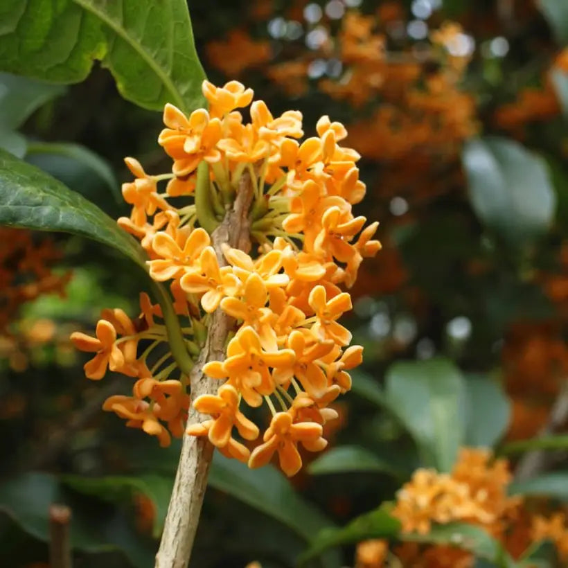 Osmanthus Orange Flower seeds for Planting - Drought Tolerant, Heirloom & GMO Free Seeds for Home Garden