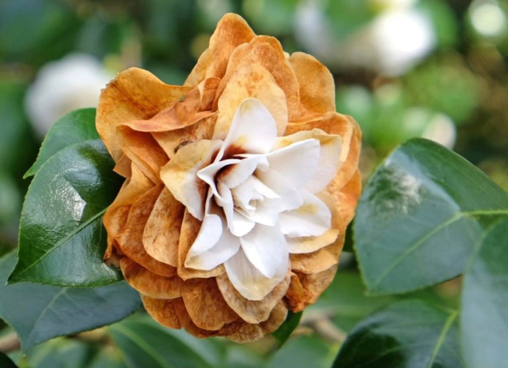 Premium Orange White Camellia Flower seeds for Planting Hardy Variety, Heirloom & GMO Free Seeds for Home Garden seeds